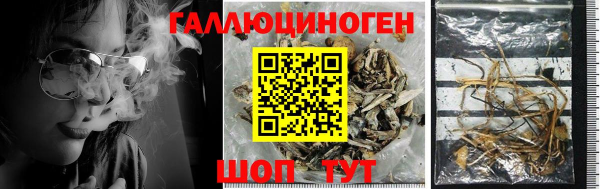 Псилоцибиновые грибы Cubensis  Вход с VPN  Асино 